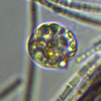 E'' a pois e piuttosto nevrotico